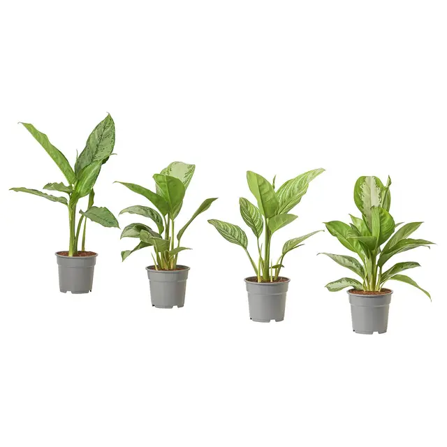 AGLAONEMA Кімнатна рослина 17 см