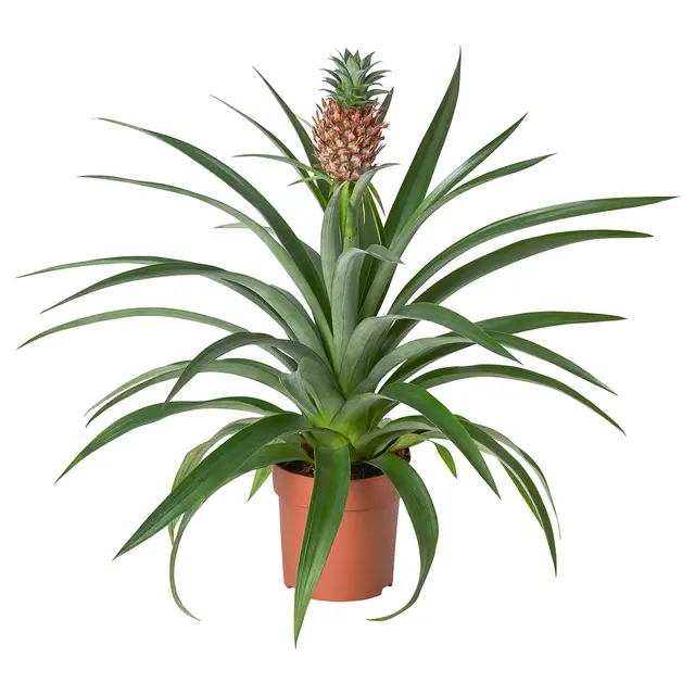 ANANAS Кімнатна рослина - Ананас 12 см