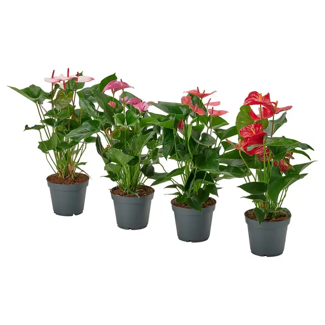 ANTHURIUM Кімнатна рослина - Антуріум різні кольори 17 см