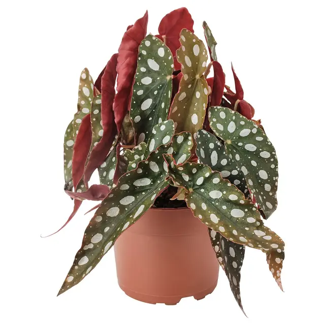 BEGONIA MACULATA Кімнатна рослина - бегонія коралова 12 см