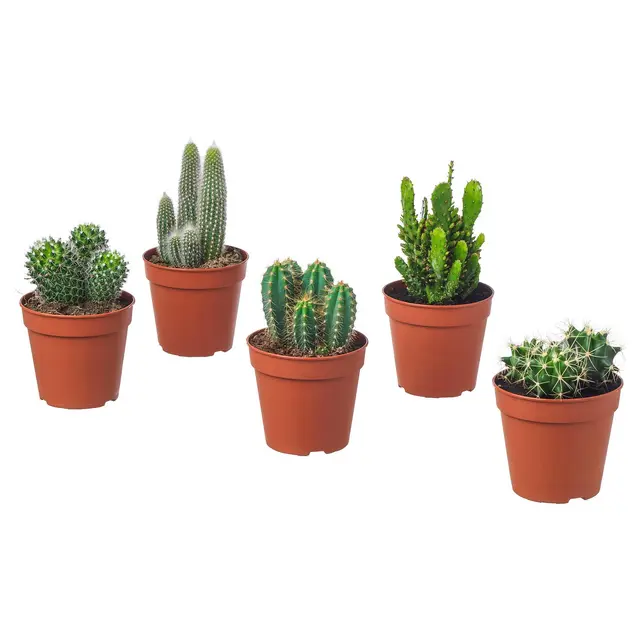 CACTACEAE Кімнатна рослина - різні Кактус 12 см
