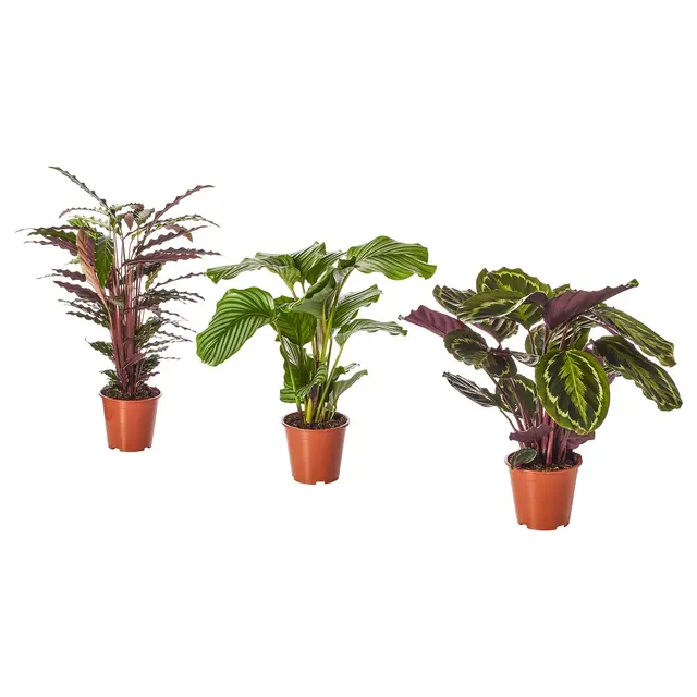 CALATHEA Кімнатна рослина - Calathea/різні 19 см