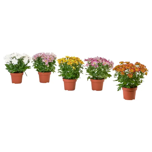 CHRYSANTHEMUM Кімнатна рослина - Хризантеми різні кольори 15 см