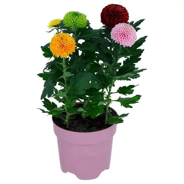 CHRYSANTHEMUM Кімнатна рослина - Хризантеми 14 см