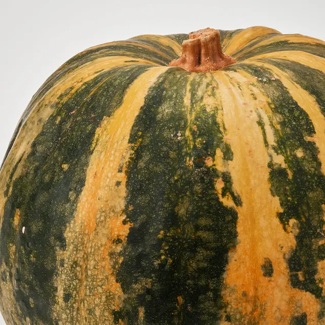 CUCURBITA, фото 2
