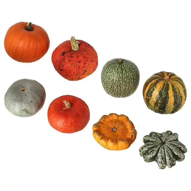 CUCURBITA товар