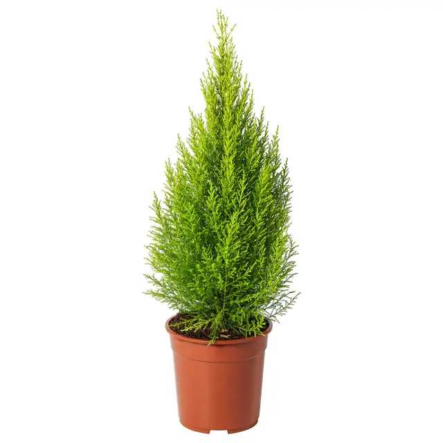 CUPRESSUS MACROCARPA Кімнатна рослина - кипарис 24 см
