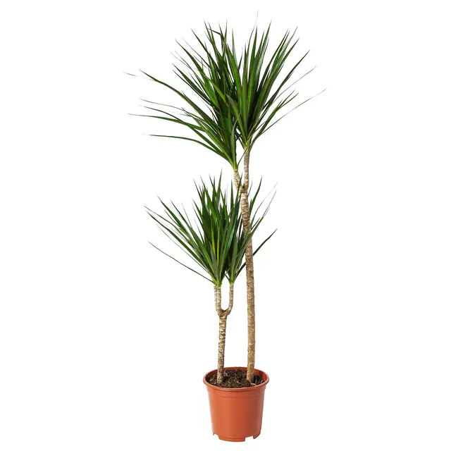 DRACAENA MARGINATA Кімнатна рослина - Драконове дерево/2-стовбуровий 19 см