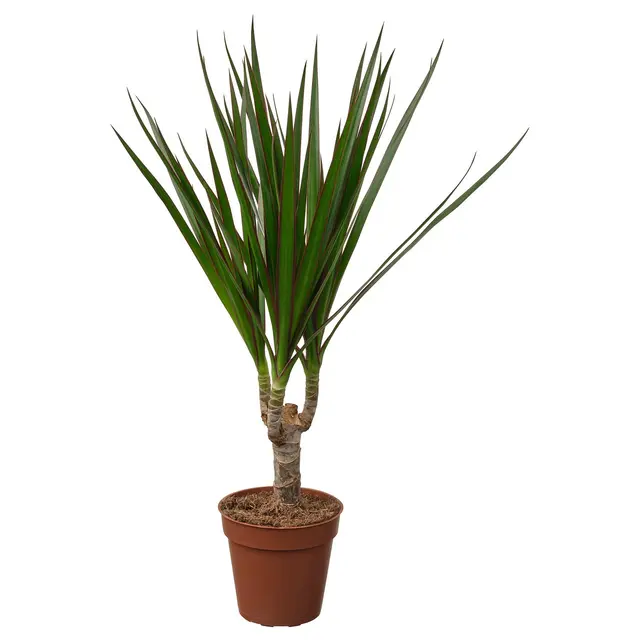 DRACAENA MARGINATA Кімнатна рослина - Драконове дерево 9 см