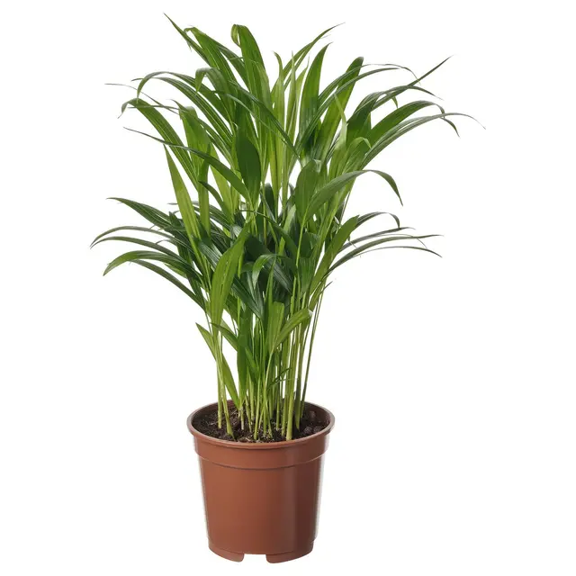 DYPSIS LUTESCENS Кімнатна рослина - Пальма Арека 17 см