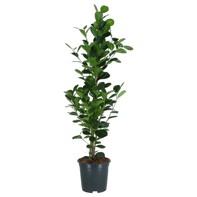 FICUS MICROCARPA Кімнатна рослина - фікус тупий 19 см