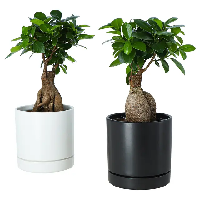FICUS Рослина з горщиком - бонсай різні кольори 12 см