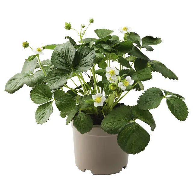 FRAGARIA Кімнатна рослина - полуниця 14 см