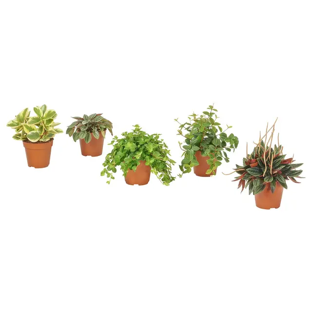 PEPEROMIA Кімнатна рослина - різні 12 см