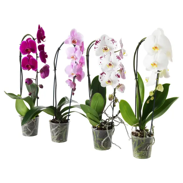 PHALAENOPSIS Кімнатна рослина - Орхідея/каскад 1 стебло 12 см
