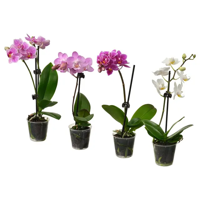 PHALAENOPSIS Кімнатна рослина - Орхідея різні кольори 6 см