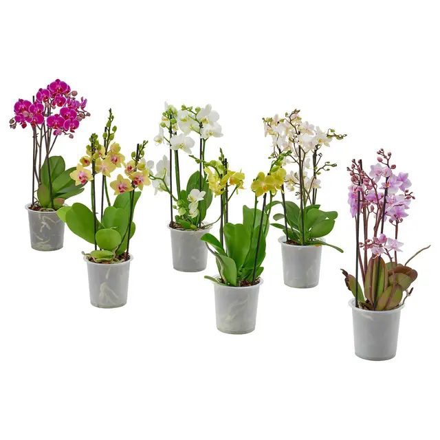 PHALAENOPSIS Кімнатна рослина - багатоквіткова 12 см