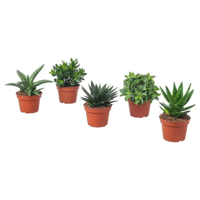 SUCCULENT Кімнатна рослина - різні 15 см