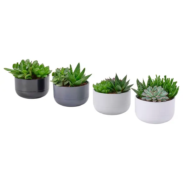 SUCCULENT Кімнатна рослина - Сукулент різні кольори 14 см