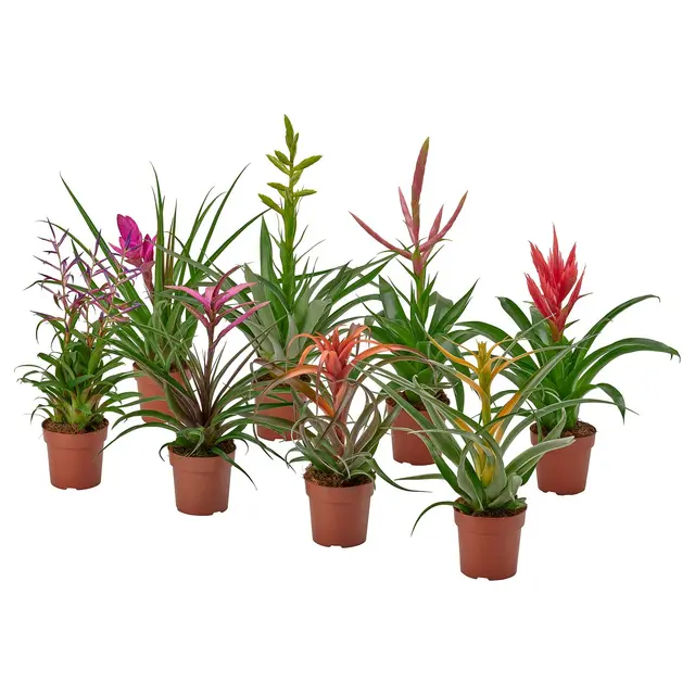 TILLANDSIA Кімнатна рослина - Тілландсія різні 12 см