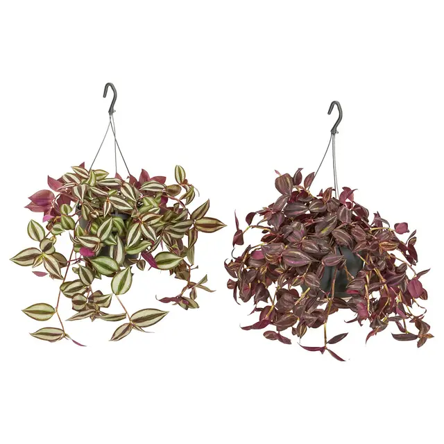 TRADESCANTIA Підвісна рослина - Традесканція різні 17 см