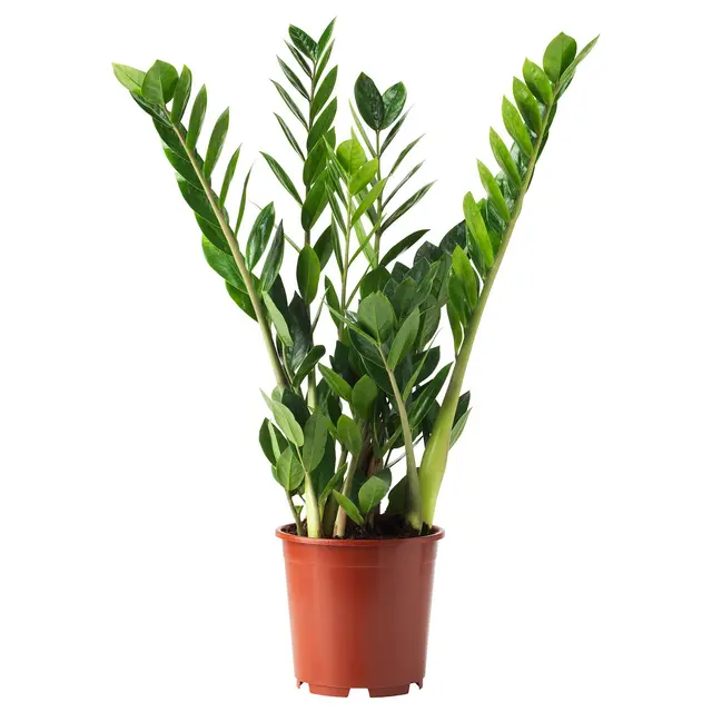 ZAMIOCULCAS Кімнатна рослина - Пальма 'Aroid' 17 см